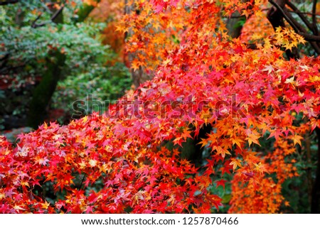 A beautiful red maple leaves in garden in Kyoto