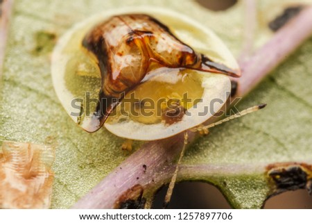 Top View of Golden Tortoise Beetle on green leaf