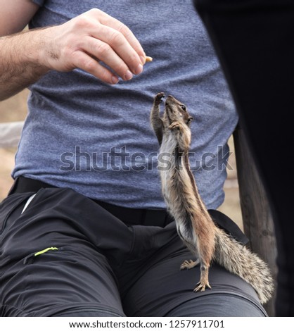 squirrel  eating from a hand