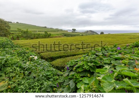 Flowers on the edge of massive rows of tea near Sao Bras on Sao Miguel in the Azores. 