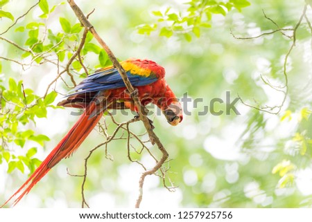 Scarlet macaw (Ara macao), large red, yellow, and blue Central and South American parrot.  Member of large group of Neotropical parrots called macaws. 