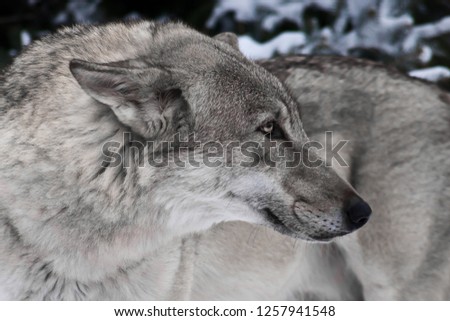 Large gray wolf in the snow. wolf in half a turn close up, head and body large, sharp muzzle, background picture.