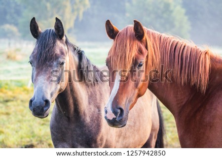 Arabian horses in the meadow