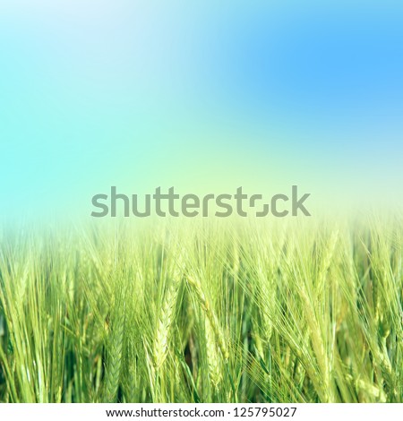 green wheat under sunrays