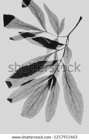 leaf texture in a black and white background Royalty-Free Stock Photo #1257951463