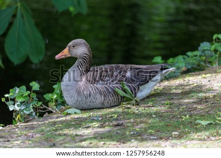 Goose near to the water