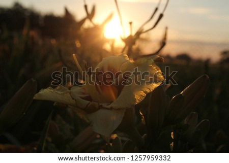 day-lily, blooming daylily, flower at sunset, sunny outside bright evening, flower focus