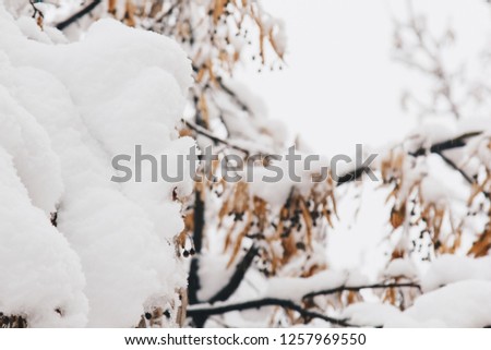 Linden branch covered with snow. Snowfall, winter, nature, trees, foliage. New year, postcard, advertising, advertisement.