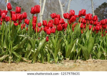 Colorful and beautiful tulips during Istanbul Tulip Festival, Turkey. Every year, in the month of April, Istanbul hosts one of the biggest Tulip Festival in the World.     