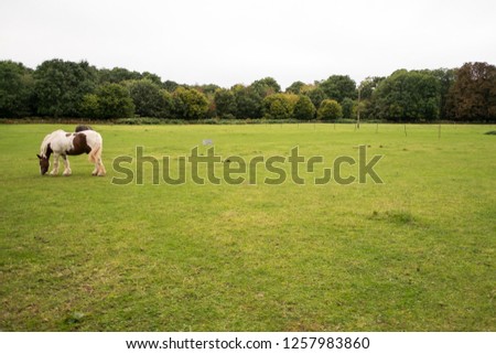 Horses Picture in South of england in September