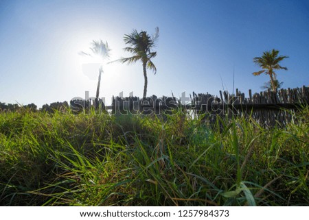 palm southern background