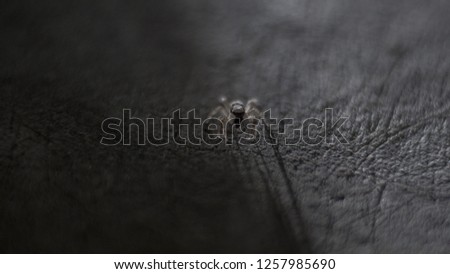close up spider picture with shadow on the wall
