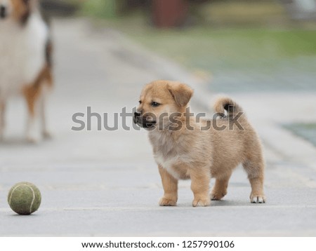 Adorable brown puppy dog stand in front of retrieve ball.