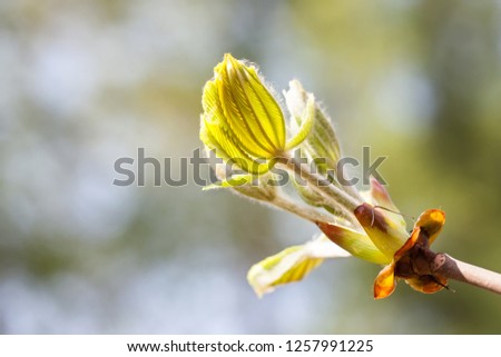 Horse chestnut bud bursting into leaves. Castania tree branch macro view. Shallow depth of field, soft focus background.