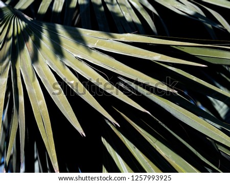 the palm leaf
