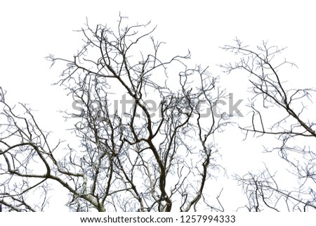 Dead tree isolated split white background old dry tree natural,Tree dead concept.