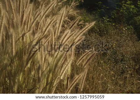 Autumn long dry grass