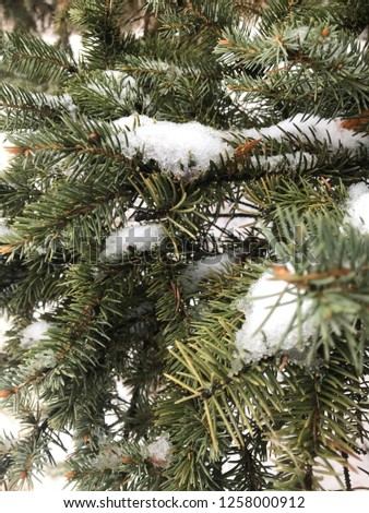 Spruce snow-covered branch, winter landscape, evergreen tree, xmas tree, background for mobile phone screen 