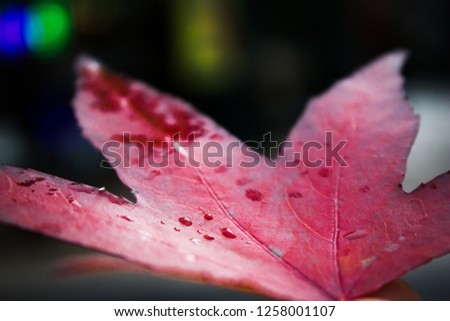 A closeup photo of a red leaf