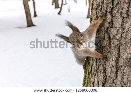 park in winter. cute young squirrel sitting on tree trunk and searching for food, closeup view
