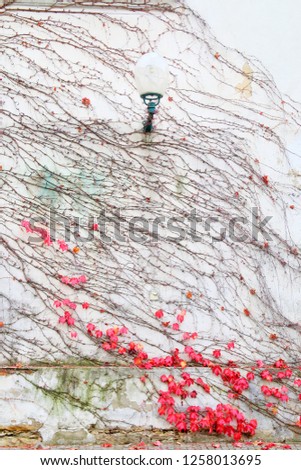 Photo taken at Prague Castle. In the photo the old wall of the house with a street lamp overgrown with girlish grapes with red leaves.