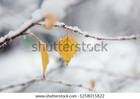 autumn leaf in the snow, early winter