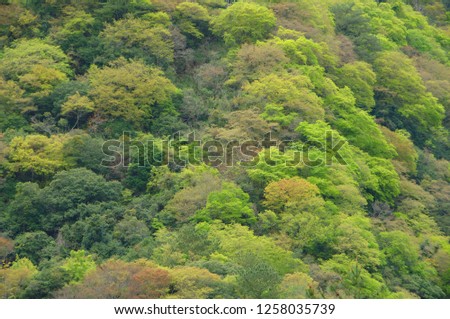 The colorful trees in the forest on the mountain are full of pictures.