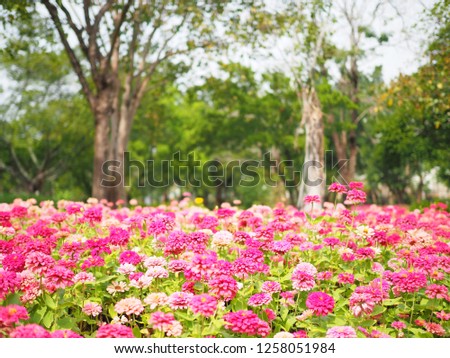 Pink Zinnia elegans (Common zinnia) flowers Garden and blurred nature trees in the park. Defocus picture.