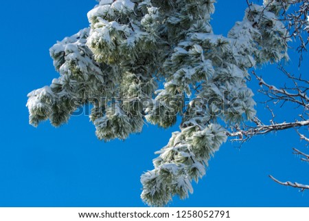 Snow, Ice, trees, frozen and winter