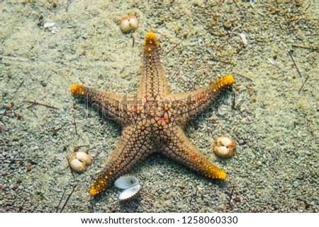 Starfish that are in the sea