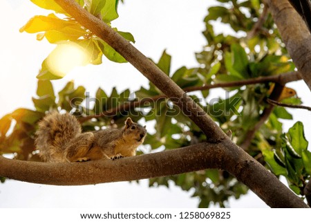 California squirrel in close-up