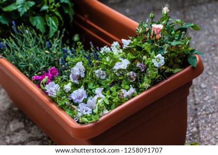 a big plastic planter full of little flower