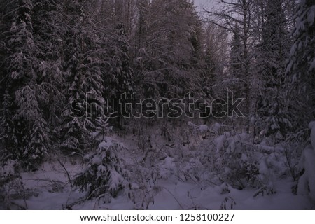 Wild northern forest by frosty evening after sunset.