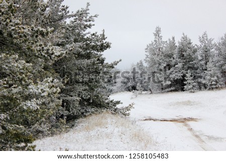 Scenic, winter forest. Beautiful nature in winter. Trees in the forest shrouded in snow. Snow covered trees and pines in the forest. 