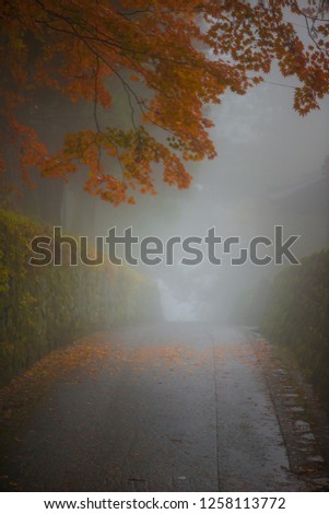 Blur picture contain fog of Maple tree in Autumn season contain fog at Nikko,Japan