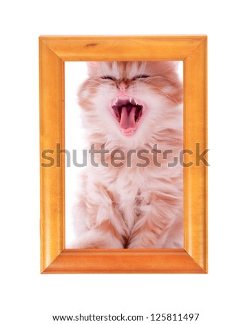 red kitten yawns sitting at a wooden frame on a white