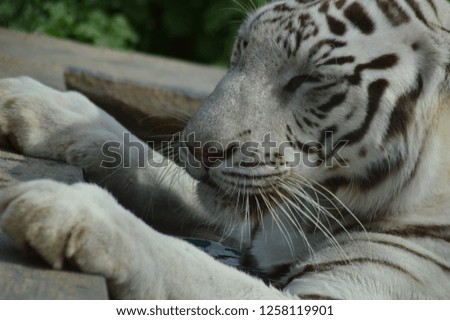 A cute picture of a young white tiger sleeping.