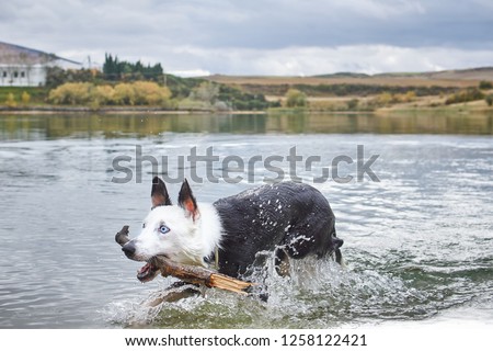 dog gettinog out the water carries a branch in a lake in Pamplona Spain
