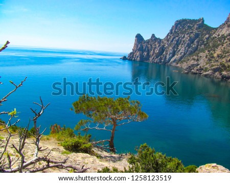                  
Landscape photo with the image of a lonely tree on the outskirts of the mountain with the background of the black sea. Crimea              