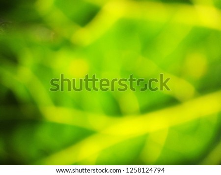 Abstract out of focus lights coming from the mother nature with abstract background of a green leaf. Abstract background of Green and Yellow color. 