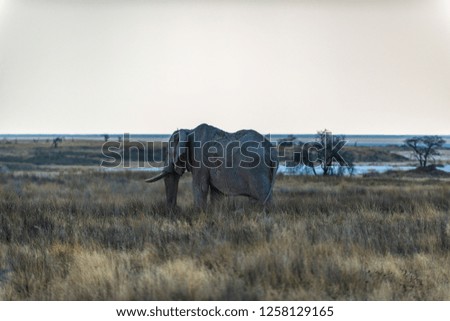 Elephants, Animals in Etosha Park, Namibia