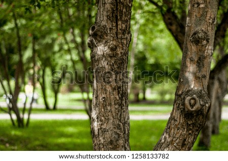 Beautiful landscape with objects. Beautiful view and background of the trees and their trunks on the background of green leaves on a sunny summer day.