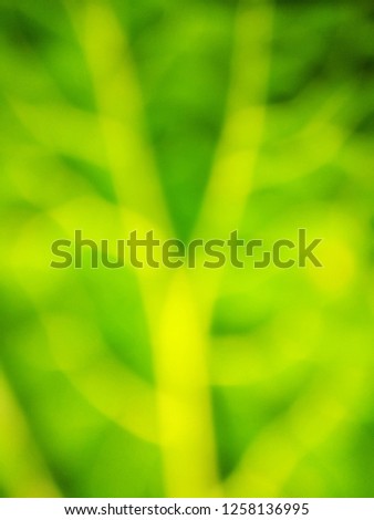 Abstract out of focus lights coming from the mother nature with abstract background of a green leaf. Abstract background of Green and Yellow color. 