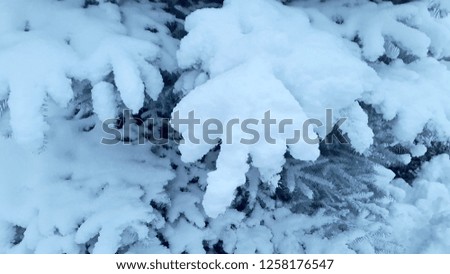 Spruce snow-covered. Spruce in the snow. Photo of blue spruce covered with snow. Background for postcard