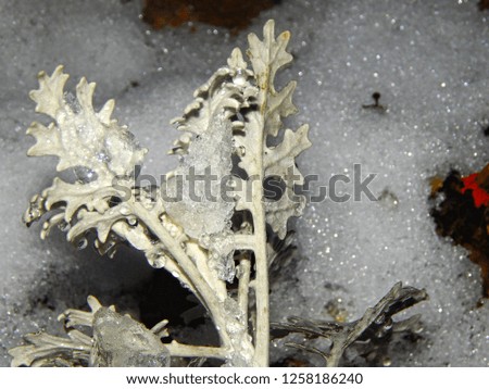 The stem of the plant covered with snow and ice               