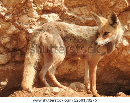 Arabian red fox vixen standing by her burrow