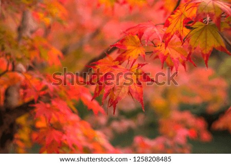Autumn season red maple leaf