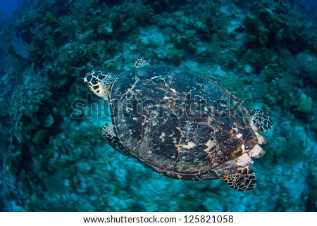 A Hawksbill turtle (Eretmochelys imbricata) is a critically endangered species that exists worldwide.  Here it is pictured in the Caribbean Sea.