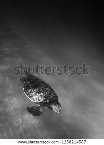 Black and white conceptual image with sea turtle gliding over ocean floor in foreground corner and ocean water background. Large copy space.