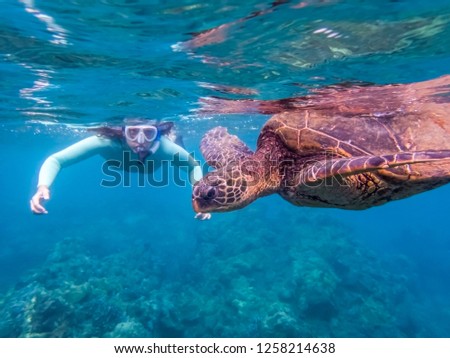 Hawaiian green sea turtle in close up profile with woman snorkeler looking on in background in blue underwater image.